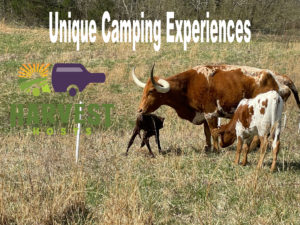 Unique Camping Experiences